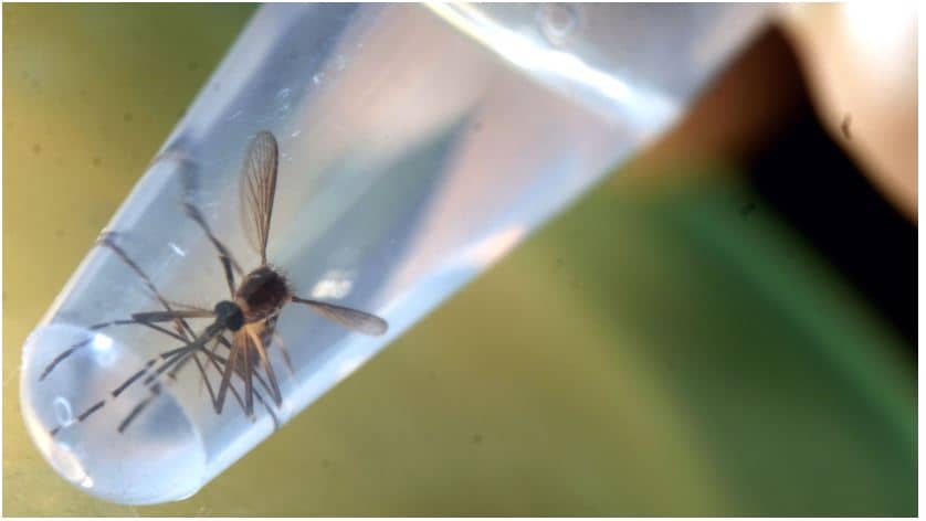 mosquito