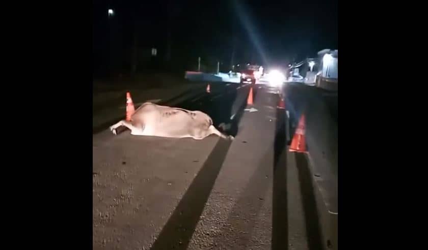 dead-cow