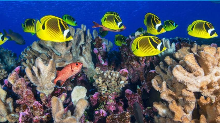 corals