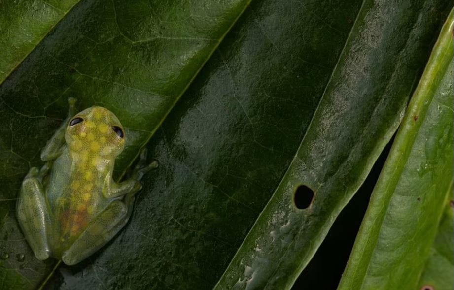 Frog