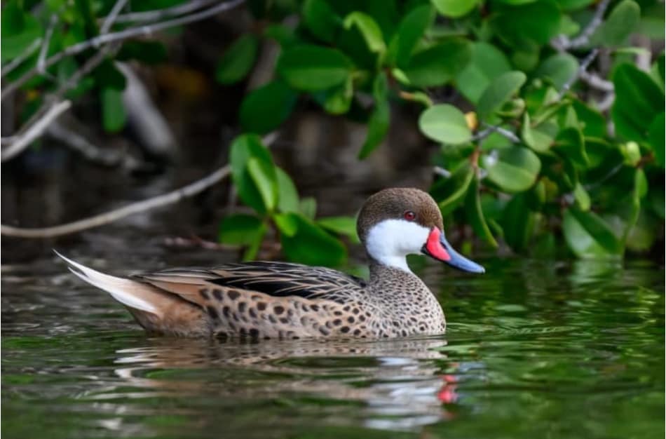 IHO Nature Rangers - Credit Christine Andrews - Wetlands Birds - White Cheek Pintail