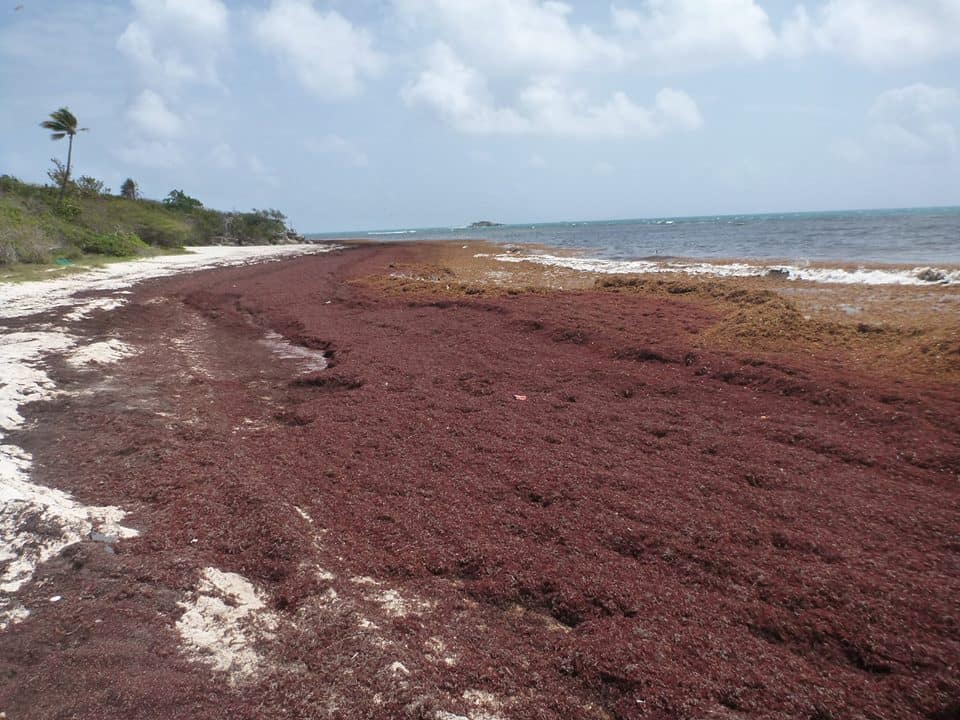 sargassum