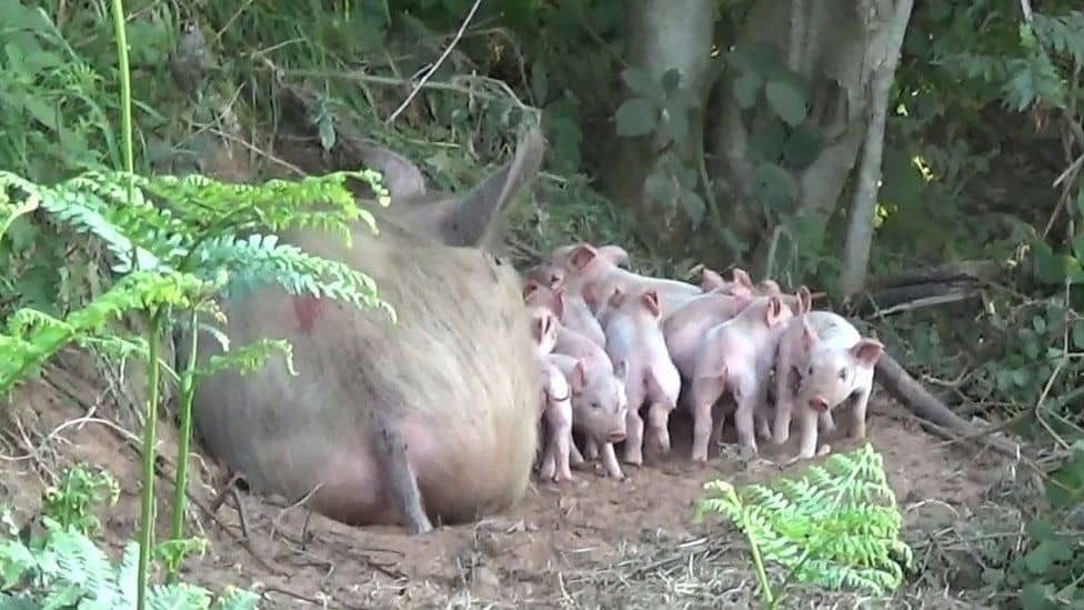 pig
