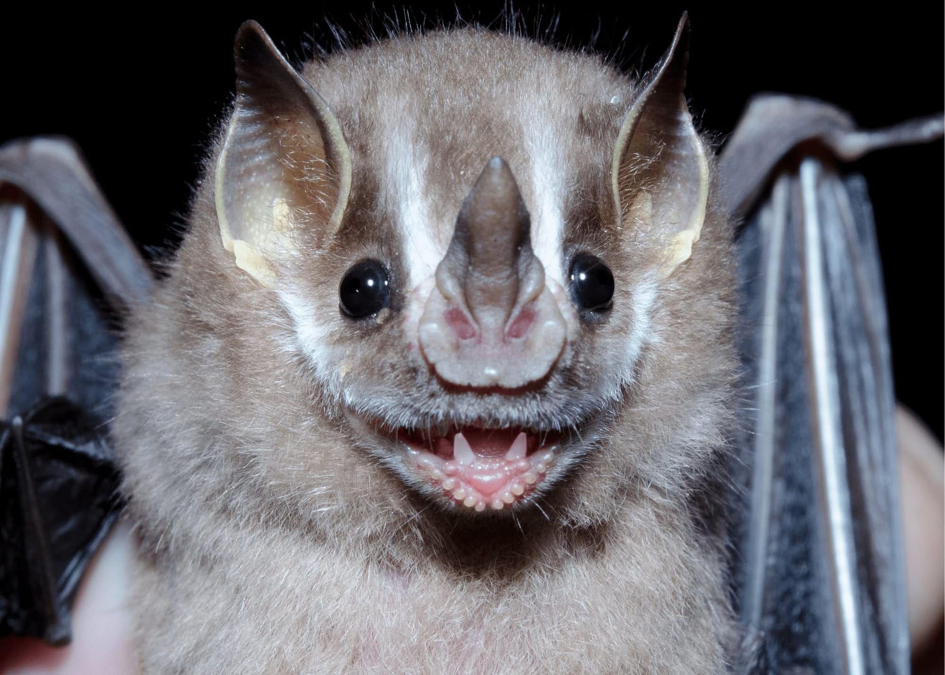 Celebrating International Bat Appreciation Day In Antigua and Barbuda