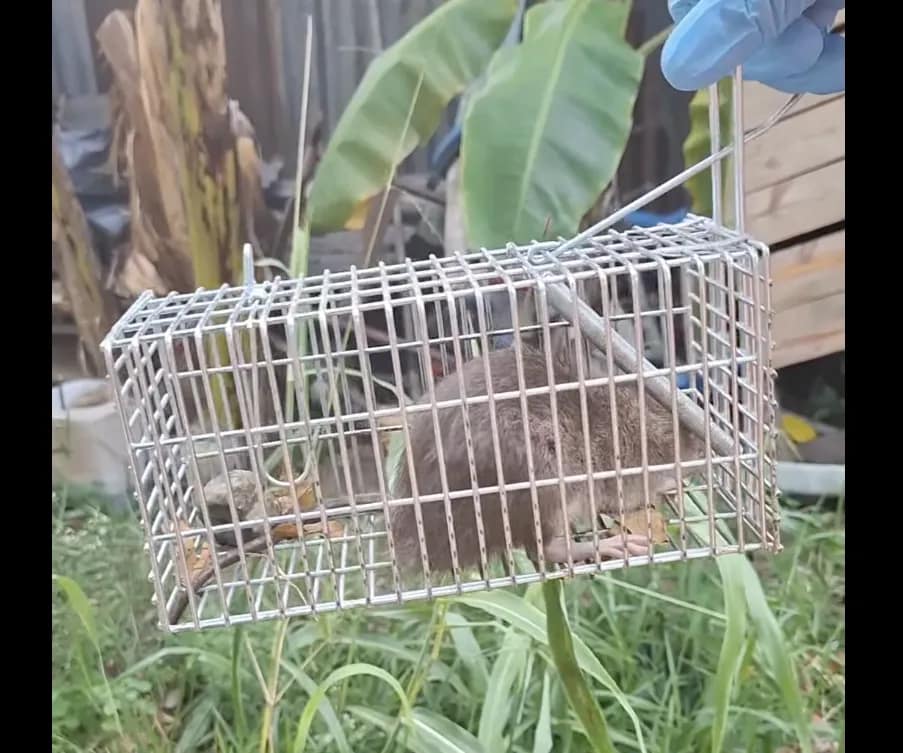VIDEO: Anti-Rodent Campaign in Antigua and Barbuda Nets Quick Results ...